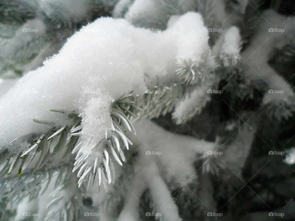 branch of spruce in frost, winter 2017