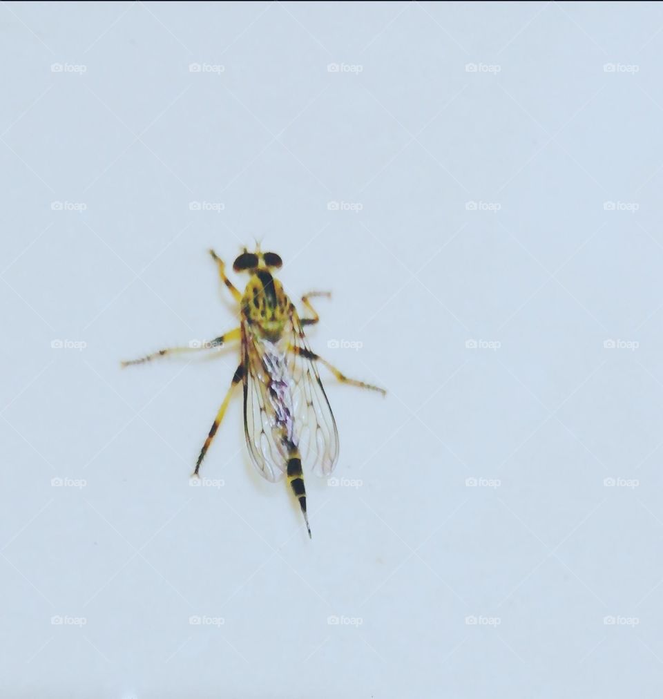 Strong flies yellow and black