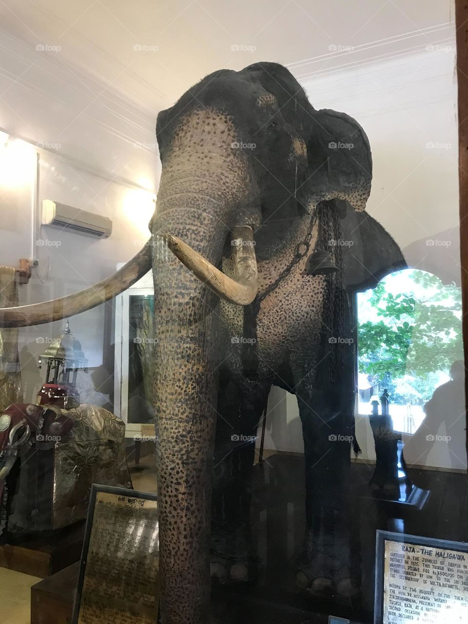 Sri Lankan most famous elephant  called “Raja” 