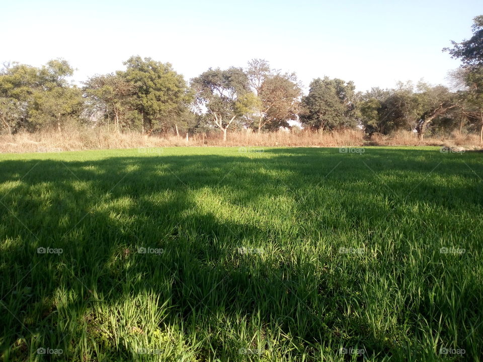 India dhaan ki Khet image