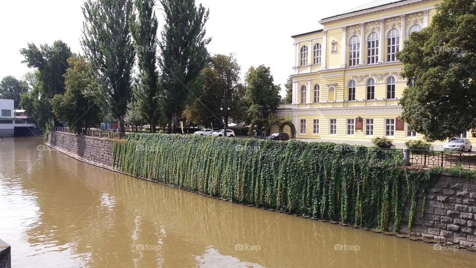 Urban Nature: Plants