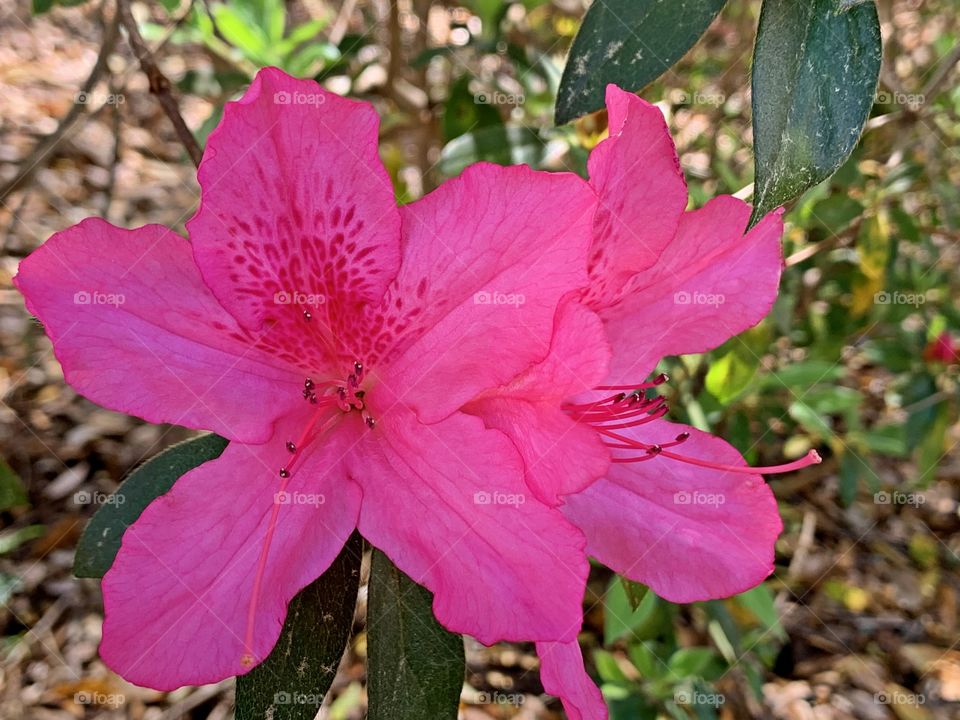First Signs of Spring - Gorgeous pink Azaleas - The warmth along with occasional rainfall has stimulated growth of new leaves in many trees, plants and some flowers as well.