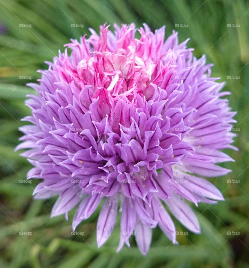 pink flower