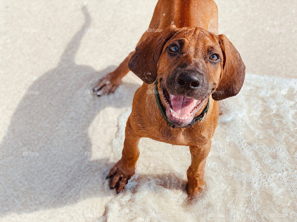 Rhodesian Ridgeback 