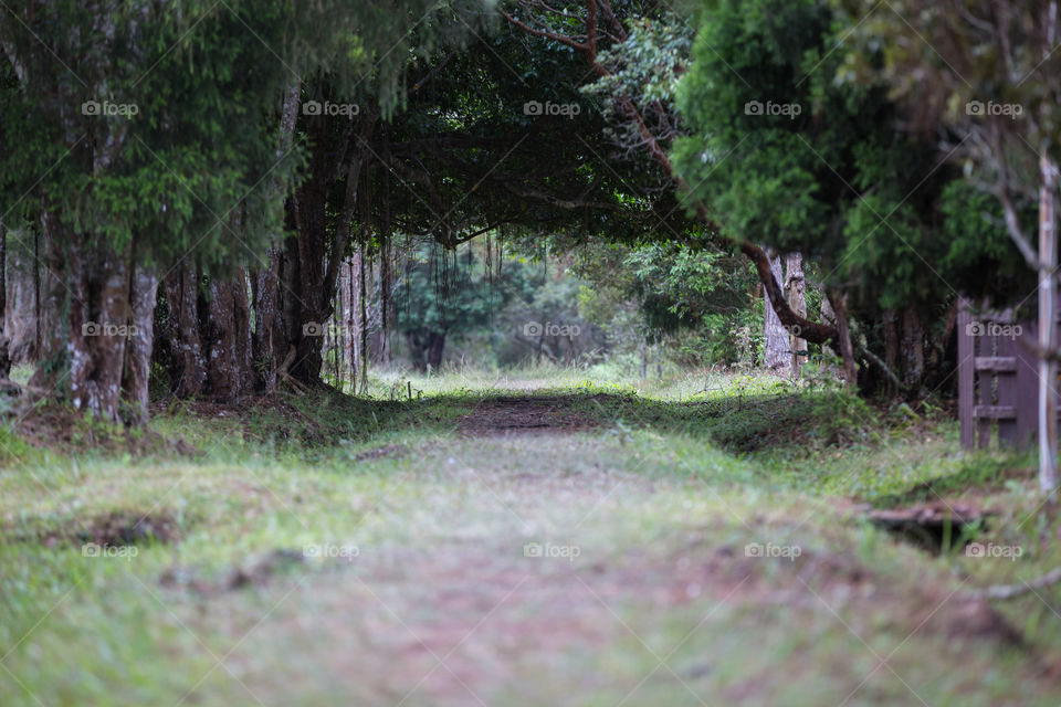 Walkway cover with the tree