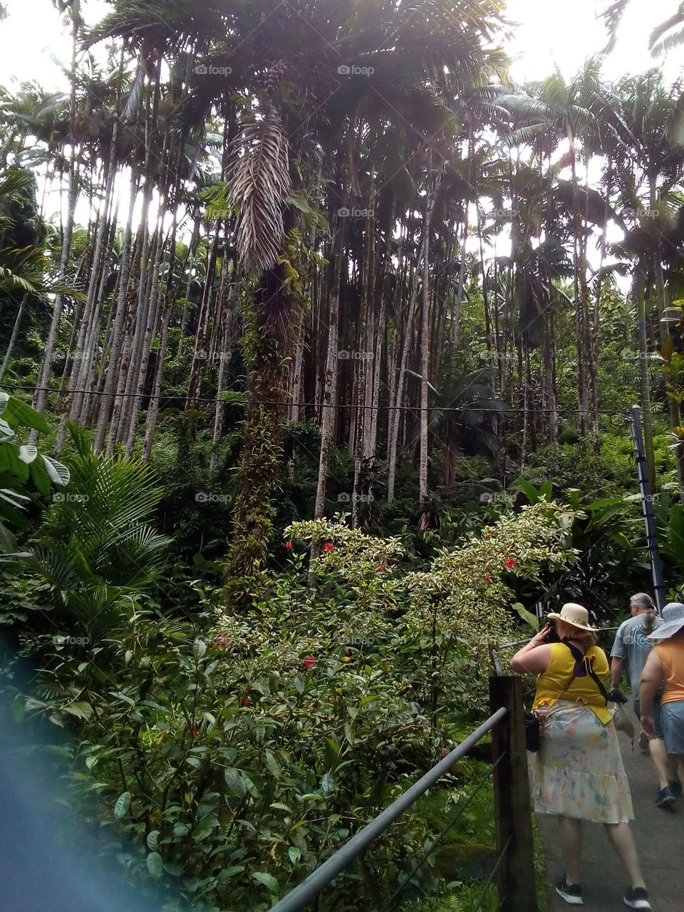 Bridge in botanical garden