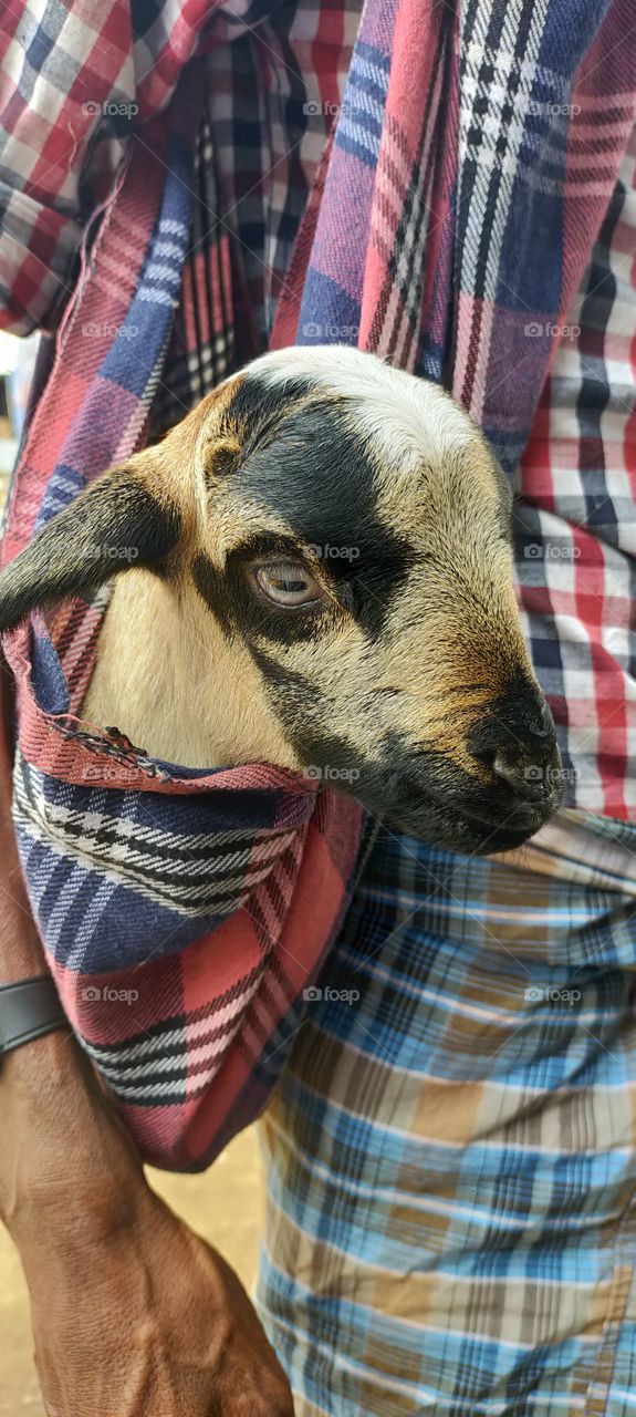 Baby Goat safely wrapped with a towel.