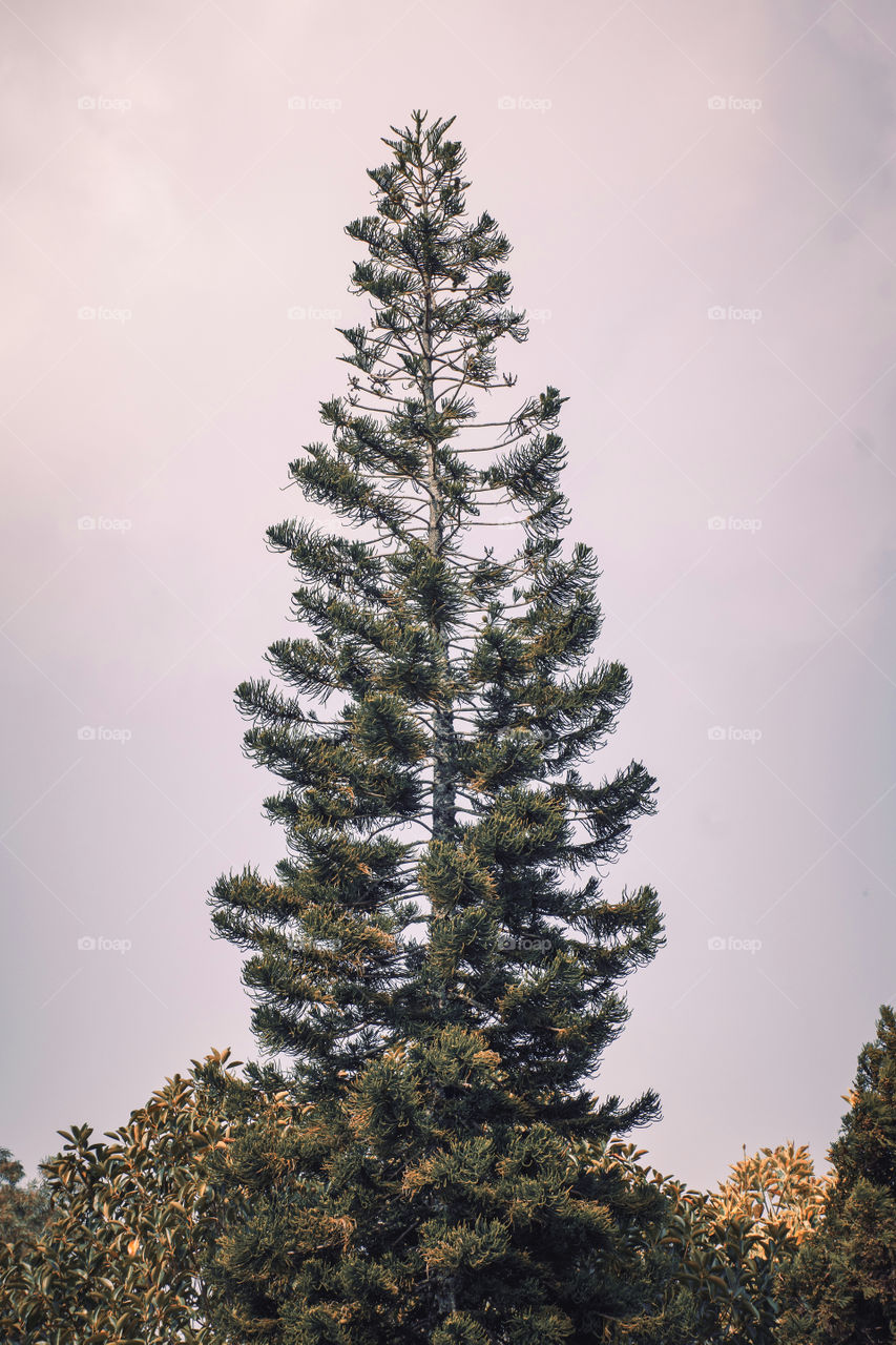 Growth of a pine tree