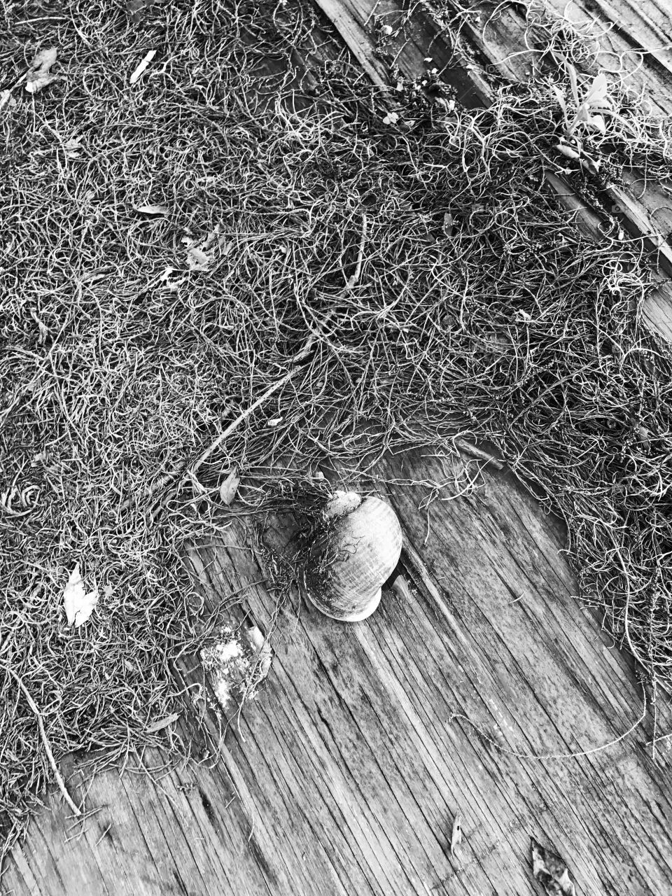 Snail shell- B&W