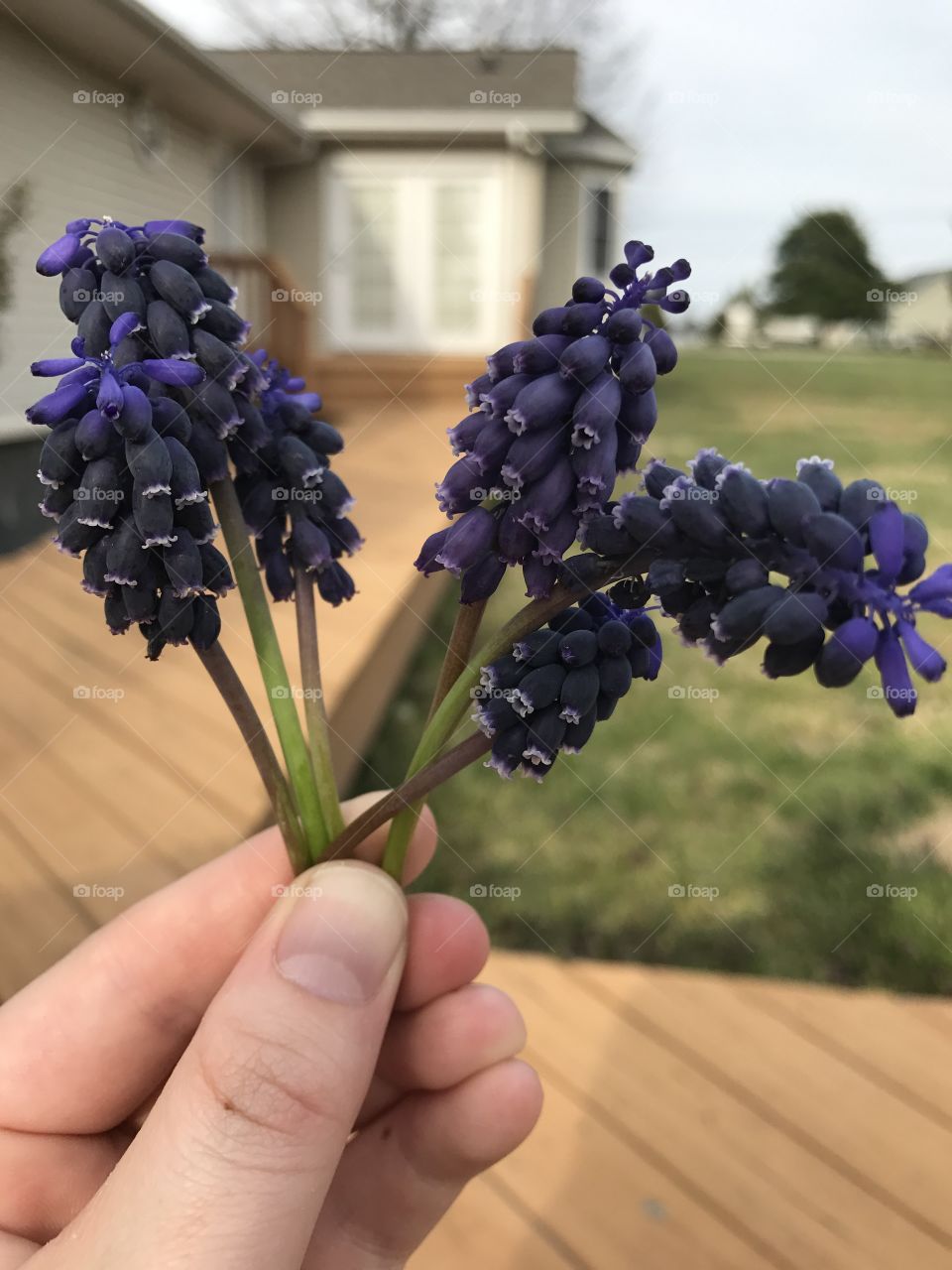 Grape hyacinth 