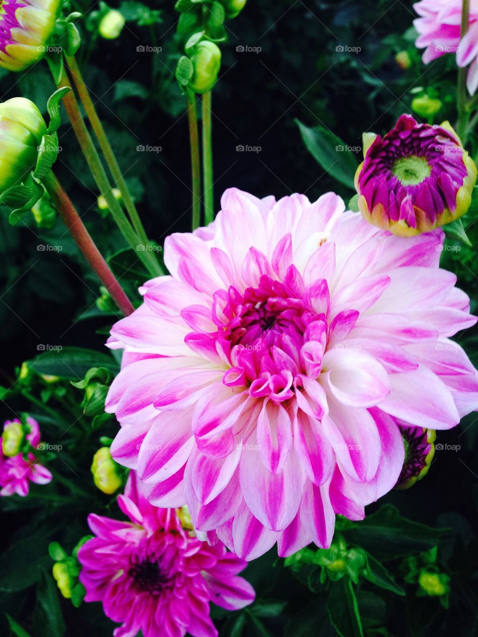 Close-up of pink flower