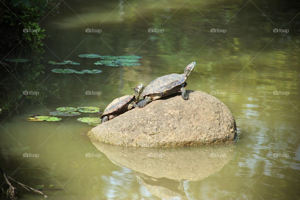 Two tortoise together 