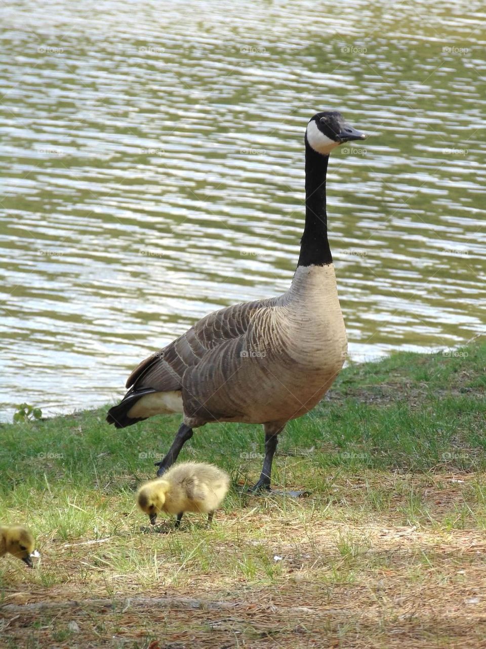 Goose with goslings 