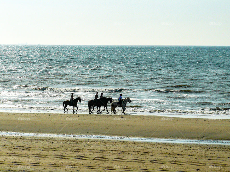 Horses walking on the beach.