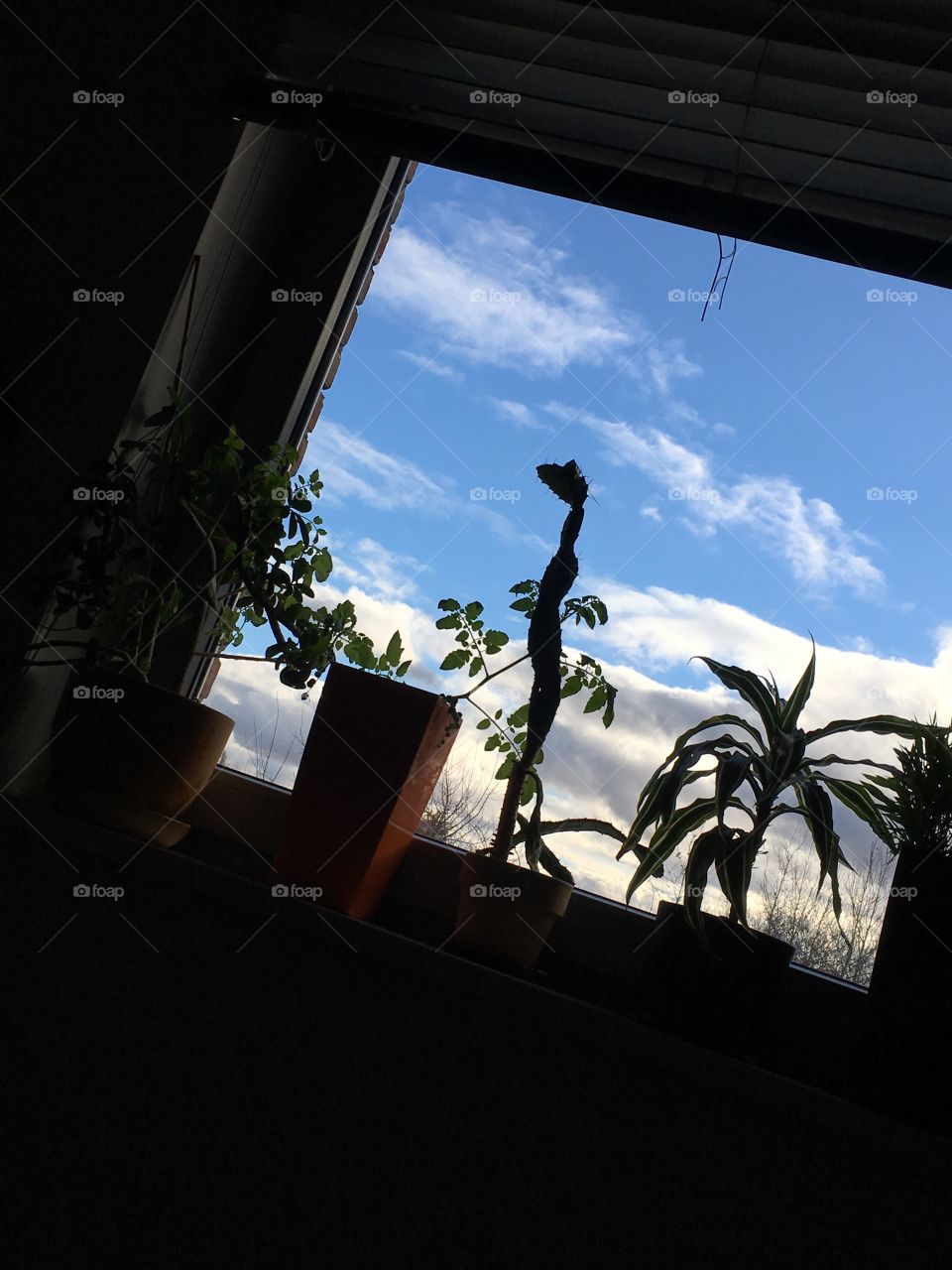 Plants by the window 