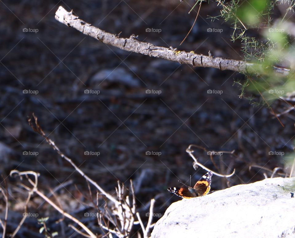 The red admiral butterfly in my town forest .