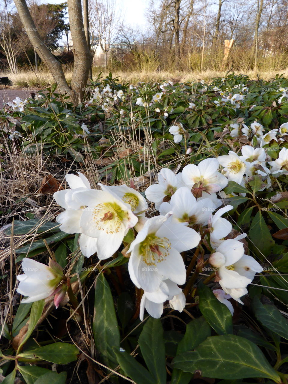 white christmas rose