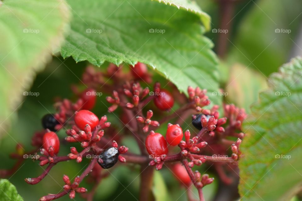 Black and Red fruits