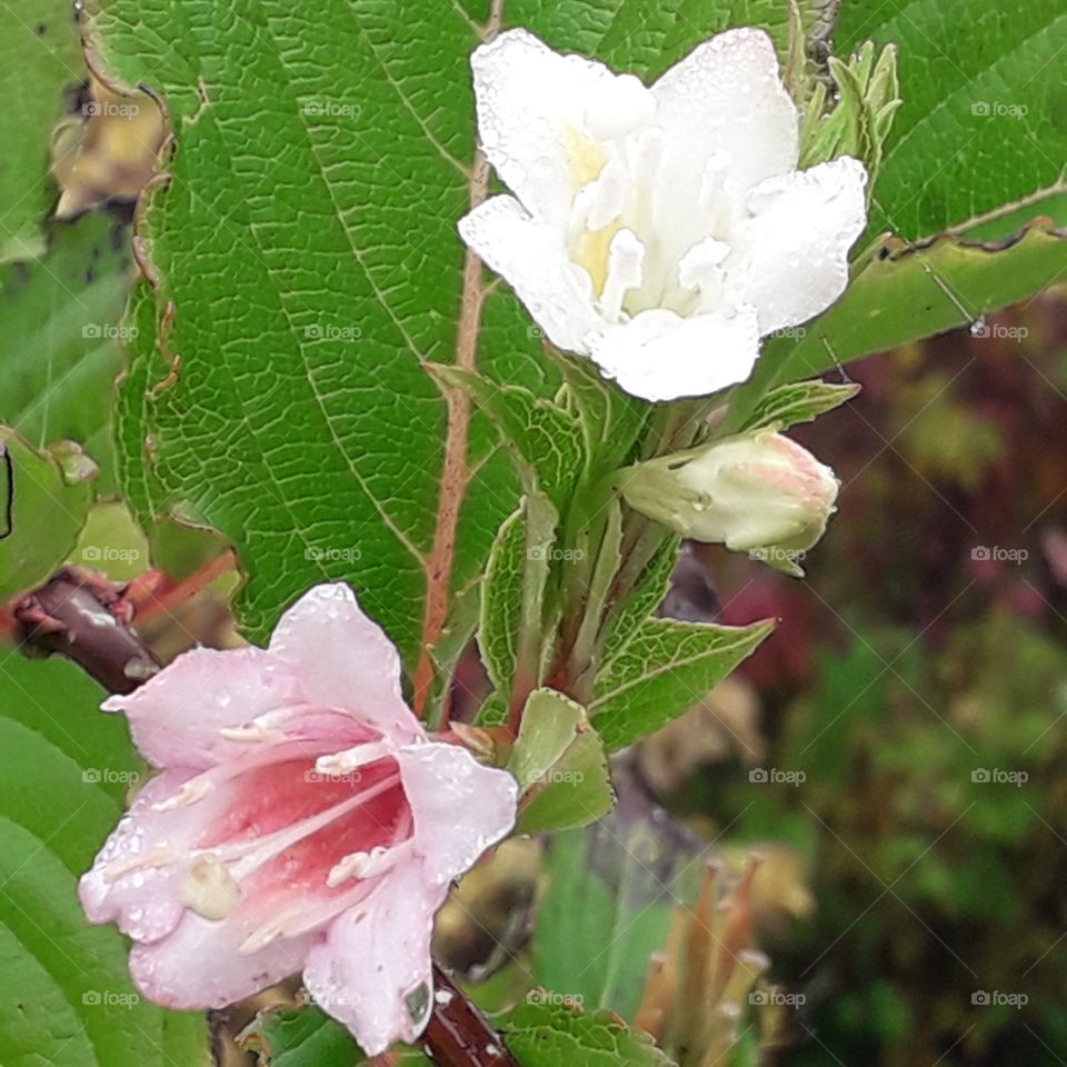 bicoloured pink and white  flowers of weigela