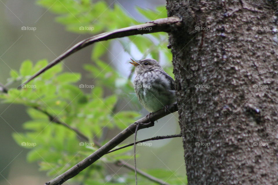 Bird on a tree branch in the forest