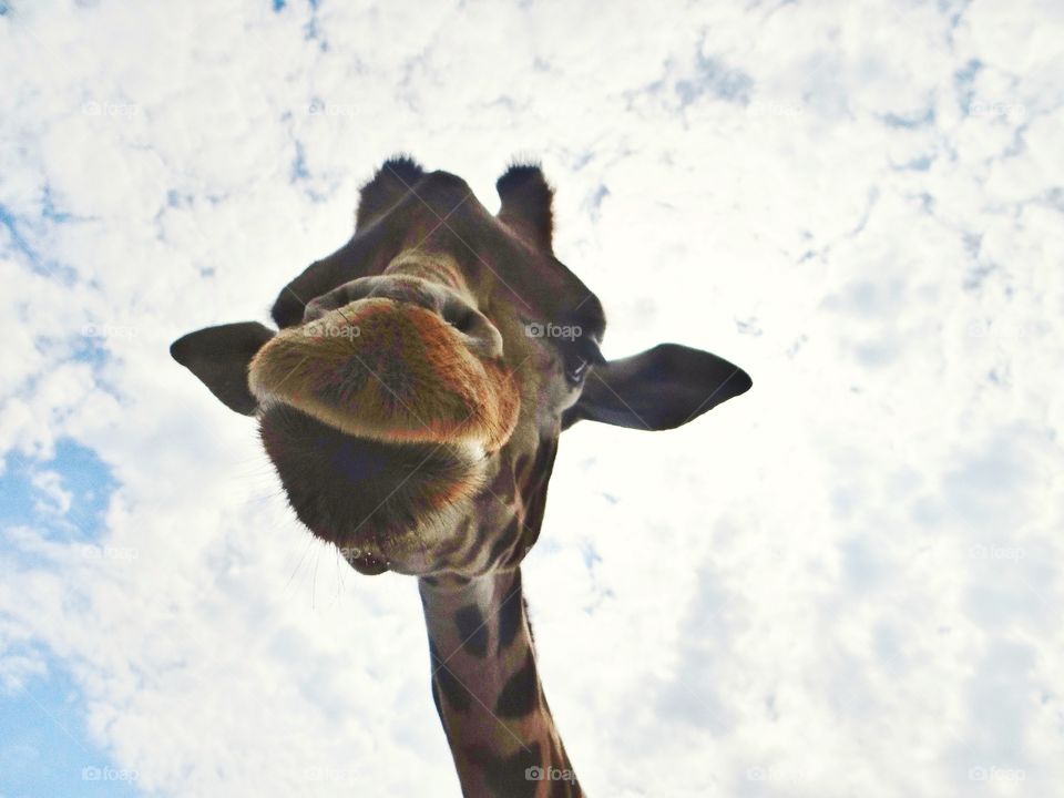 Giraffe looking down