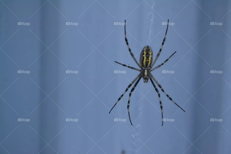 паук