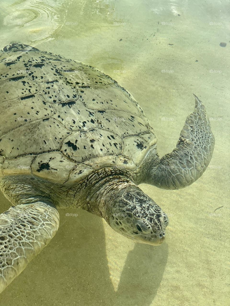 A green sea turtle swimming thru the water