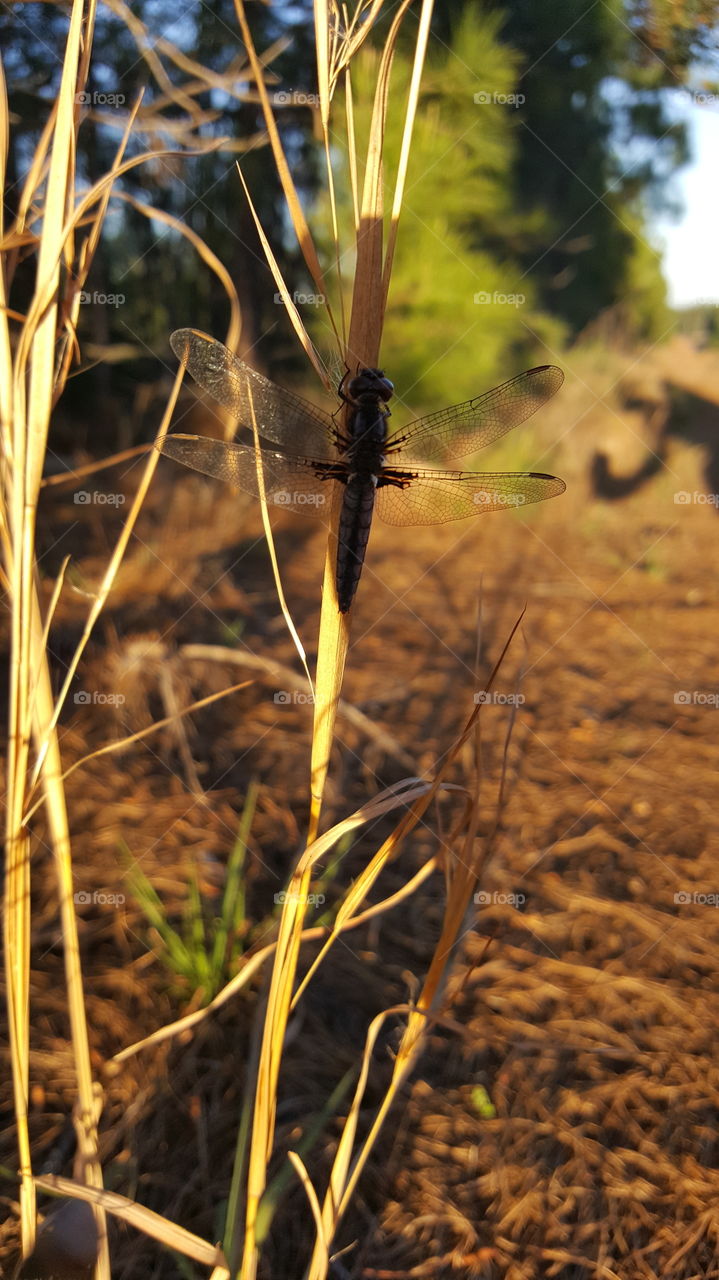 dragonfly