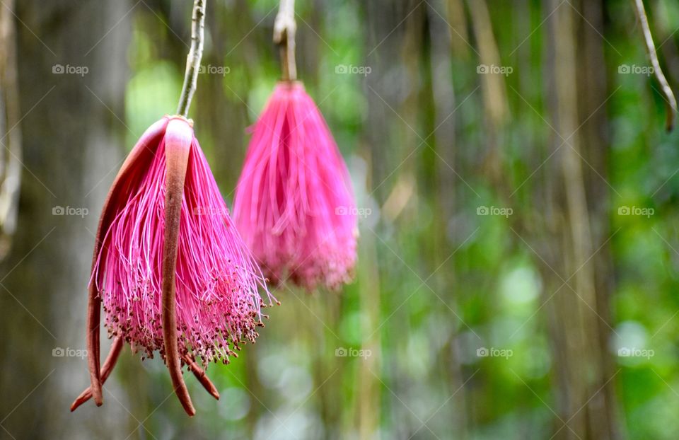 Unusual pink tassel flower