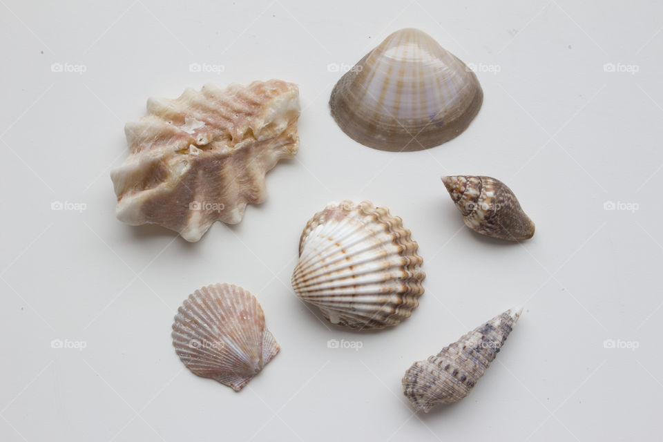 Variety of seashells on white background