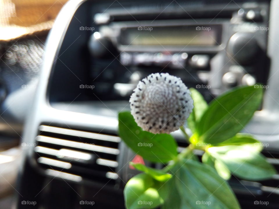 dashboard  flower