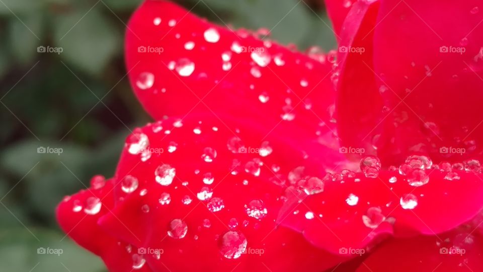 Dew, No Person, Rain, Nature, Love