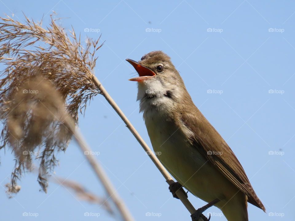 Bird singing on a reed