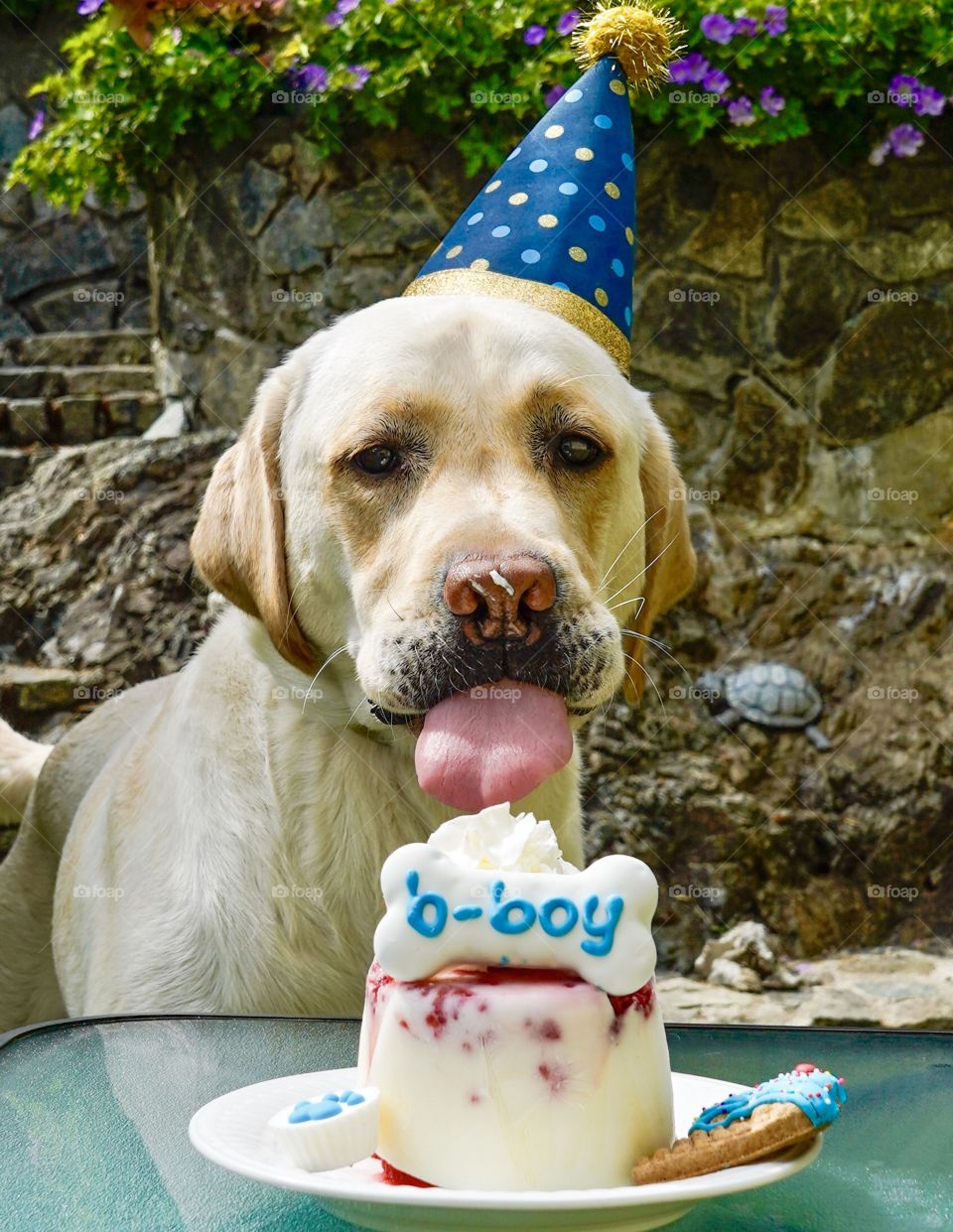 Birthday party for a special dog - cake and party hat