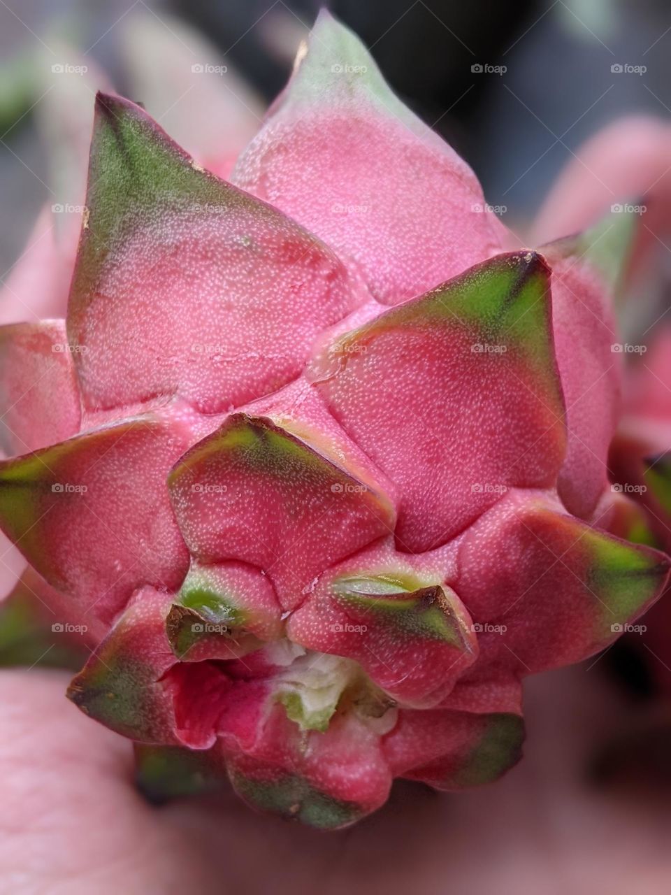 Dragon fruit