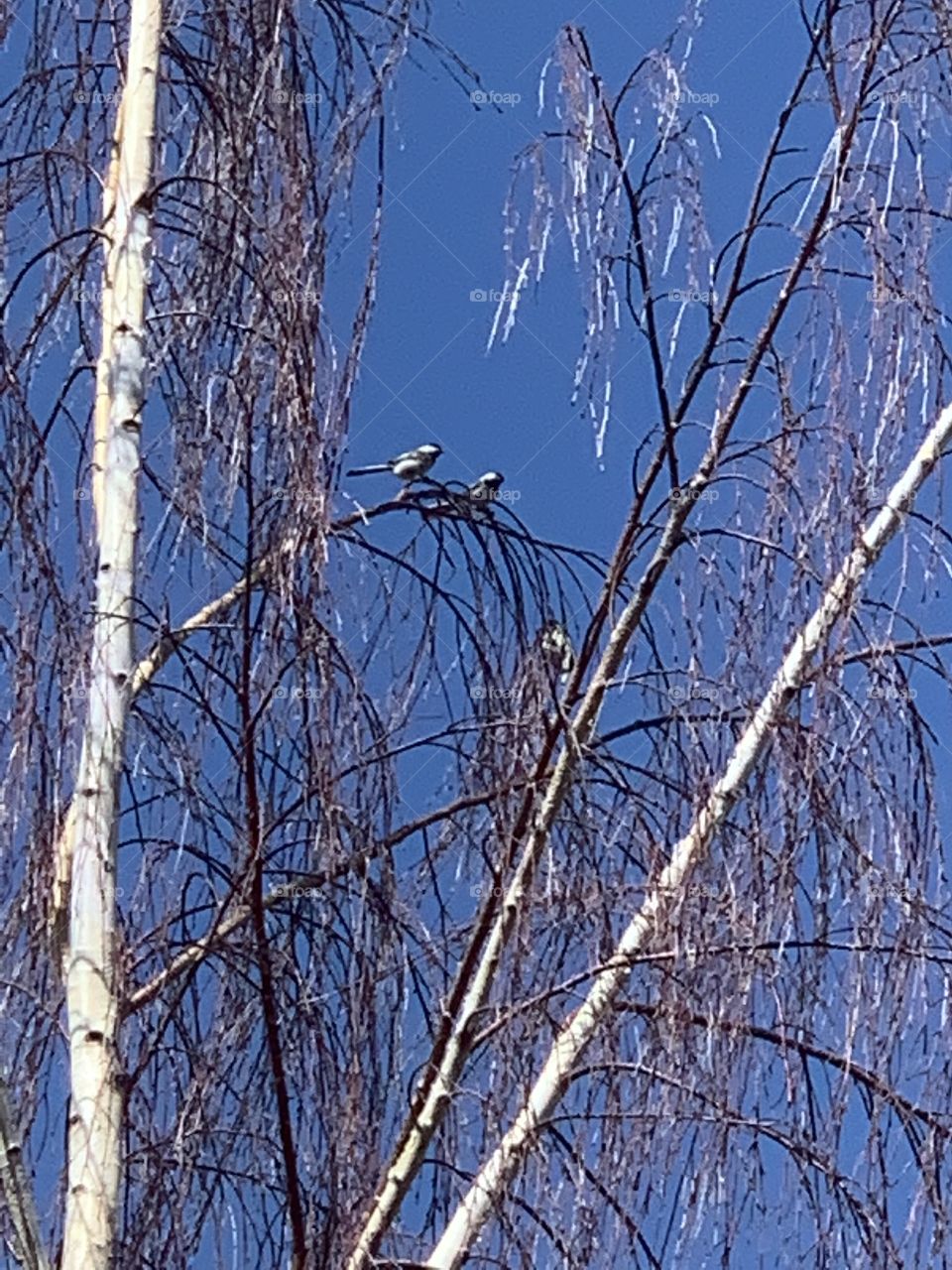 Two birds sitting on a branch 