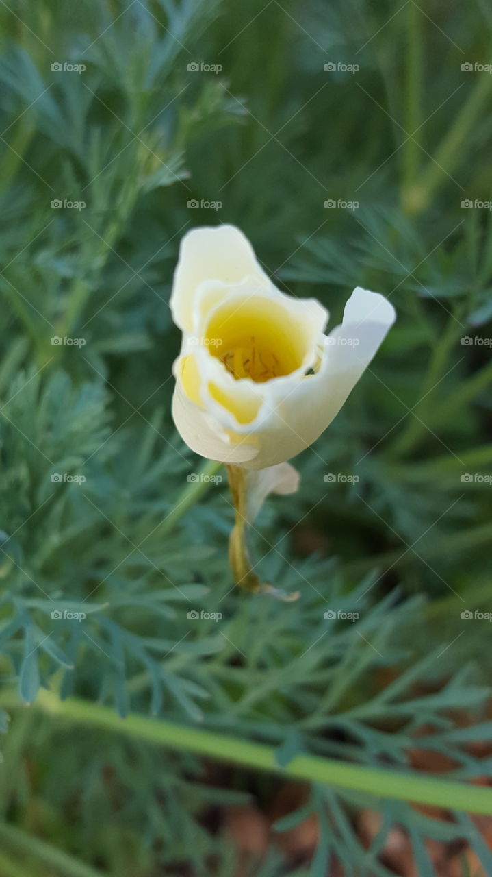 california poppy