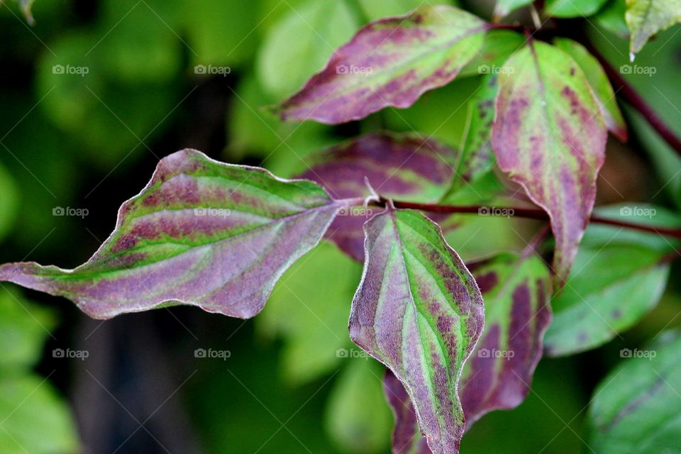 Purple Fall Foliage