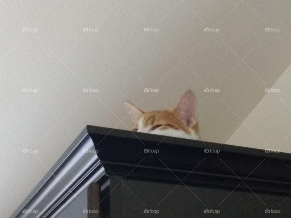 our cat really likes his perch up on top of the cupboard