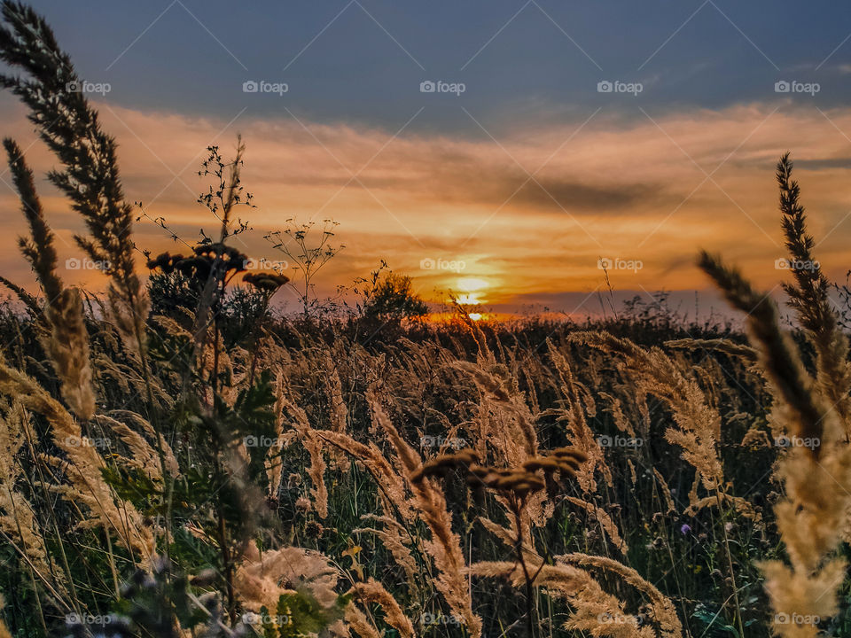 sunset in the field