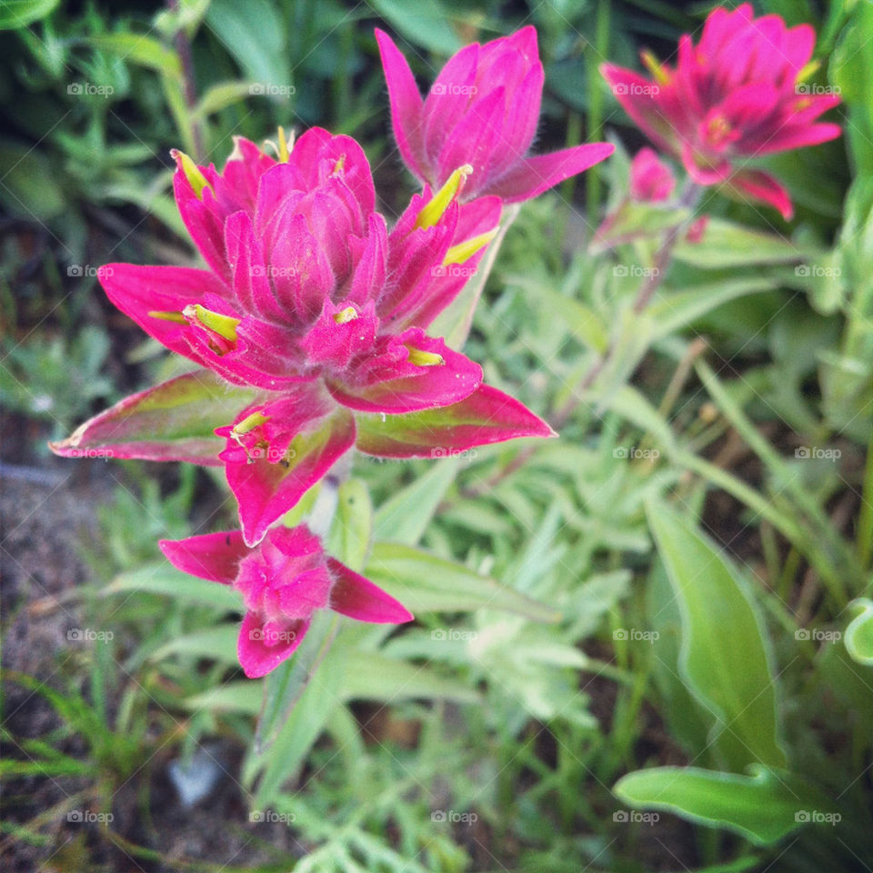 nature pretty pink flower by lmtrent