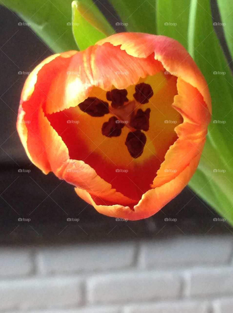 Up close beautiful red tulip.