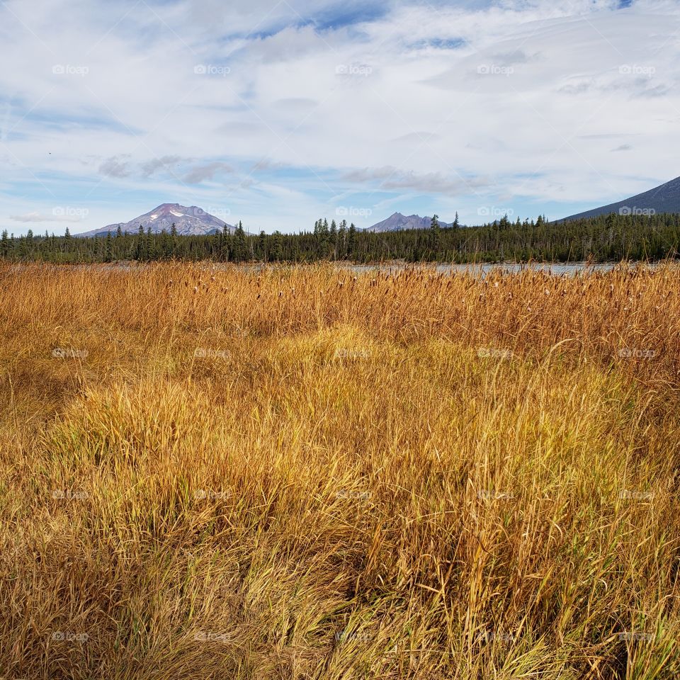 The South Sister in Oregon’s Cascade Mountain Range against a bright blue sky overlooks Lava Lake and the reeds along its shores in their fall colors of yellow and orange in the Deschutes National Forest on a sunny autumn day. 