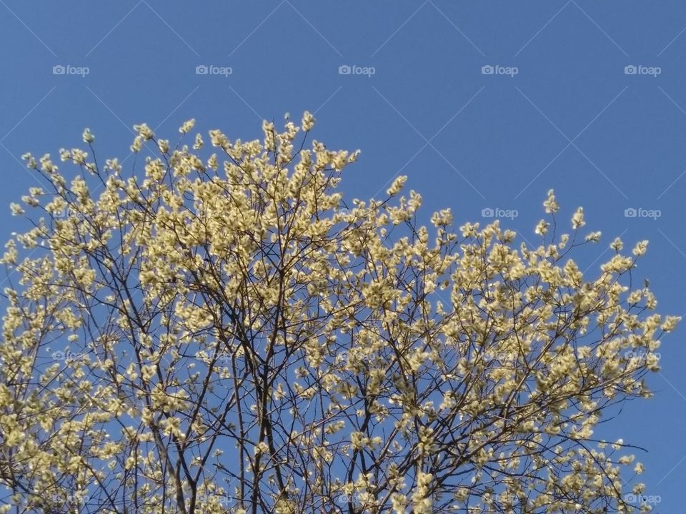 spring blooming tree yellow seals blue sky background