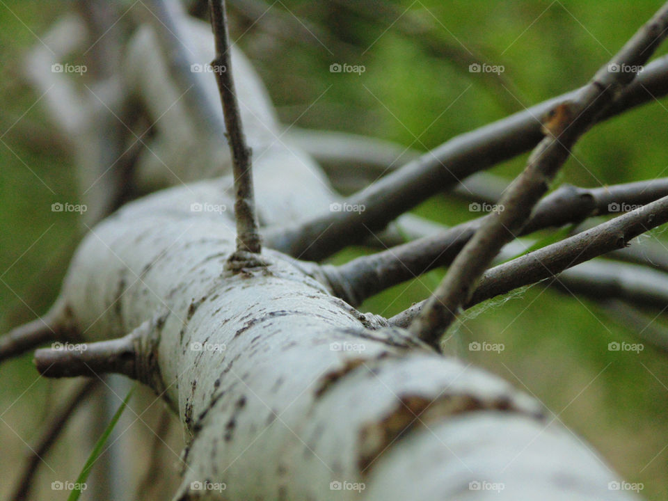 meadow birch