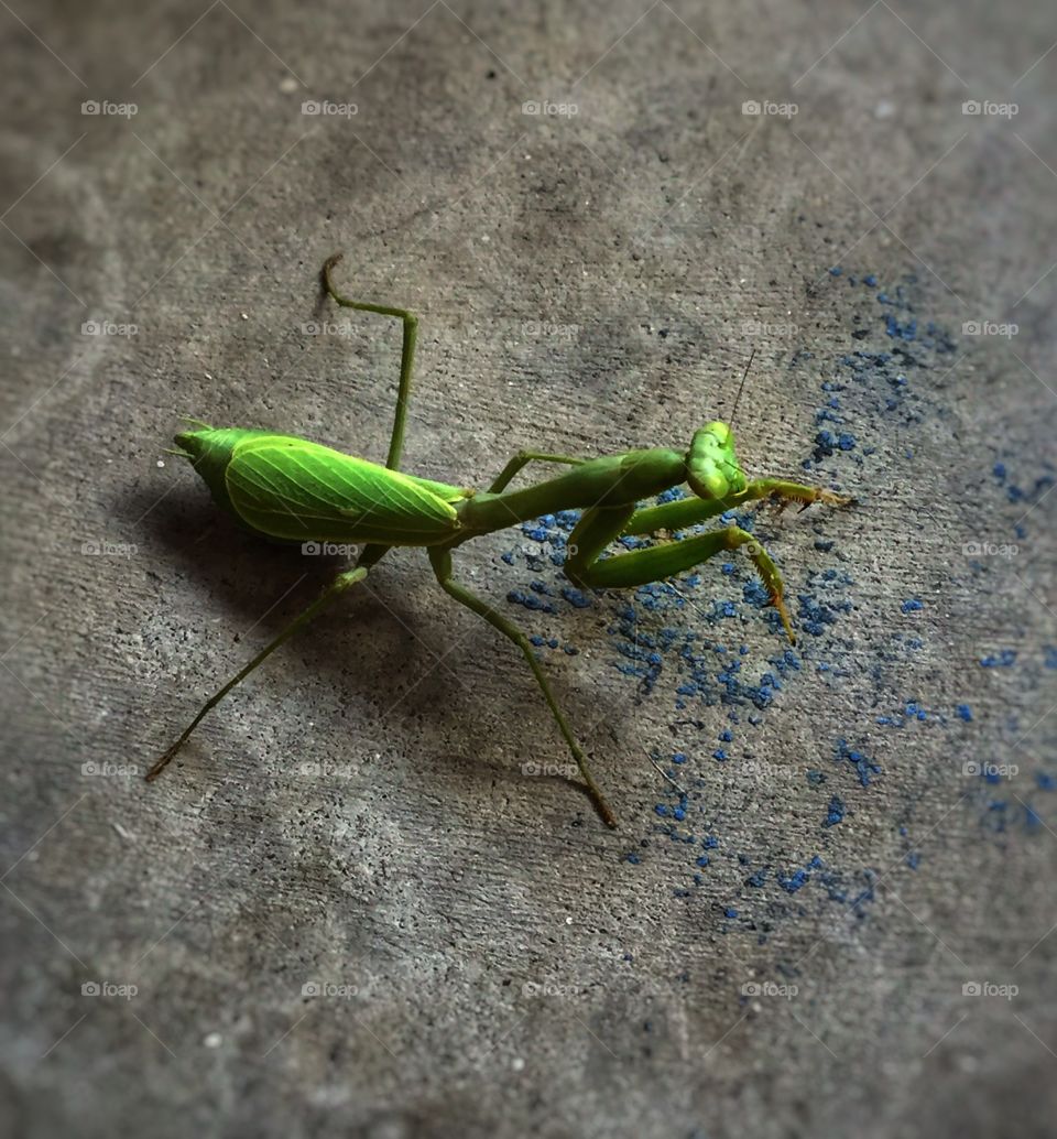 Prayer mantis