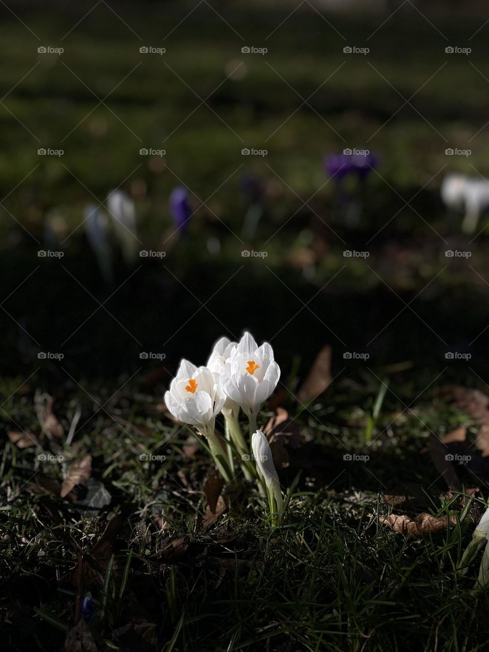 beautiful, spring flowers.  crocuses bloomed in the park, beautiful flowers growing in the ground, crocuses, snowdrops, black background 