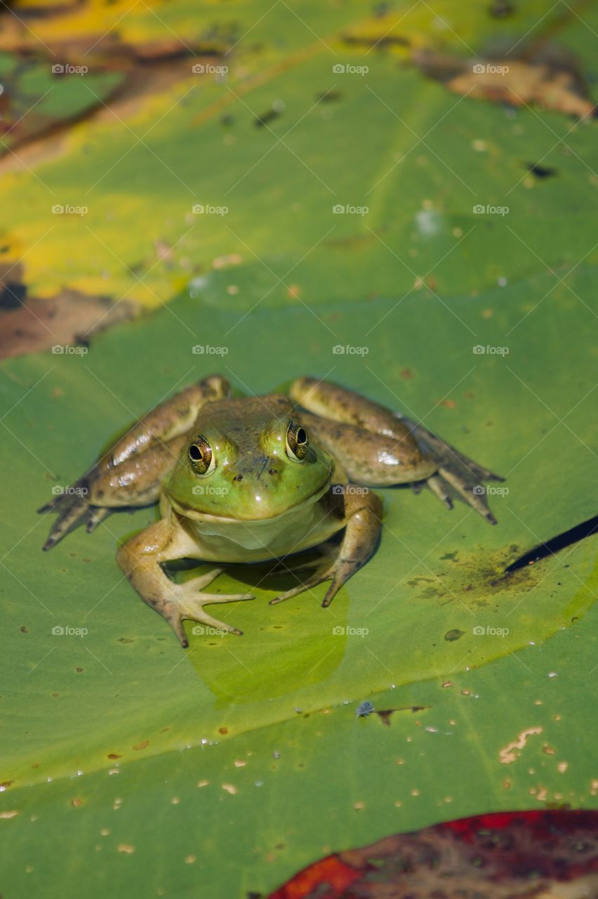 Frog smiling at the camera 