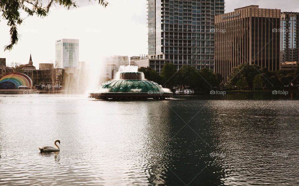 Swan in Orlando FL