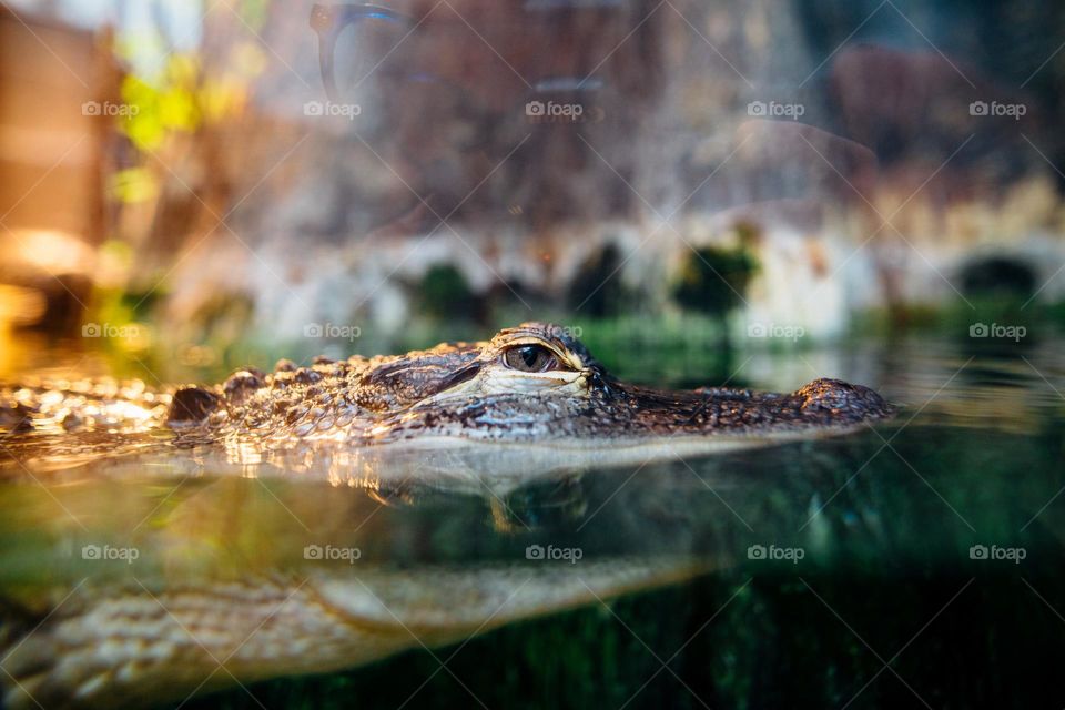 Wildlife crocodile under water